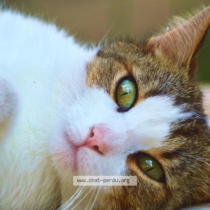 Photo 1/1 Chat retrouvé Perdu à Donnezac
