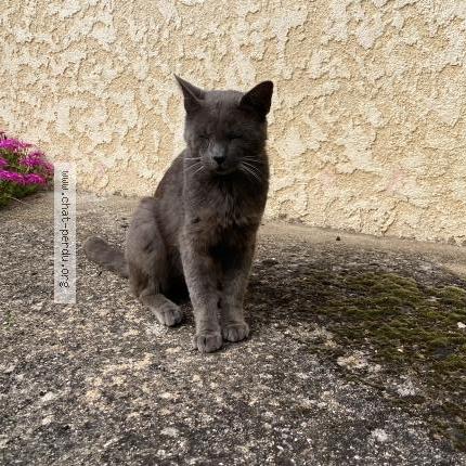 Photo de chat trouvé à Auzat La Combelle