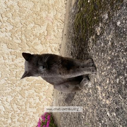 Photo 2/3 Chat retrouvé Trouvé à Auzat La Combelle