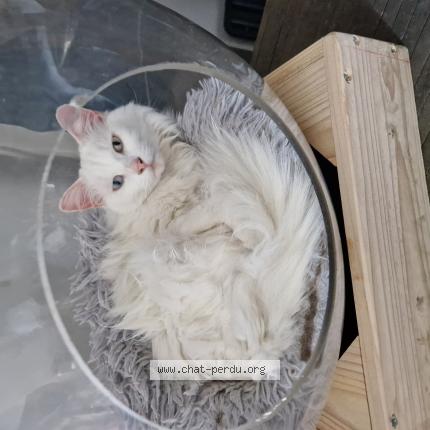 Photo de chat perdu à Toul