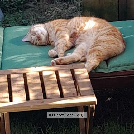 Photo 1/1 Ninou Chat perdu à Seyssins