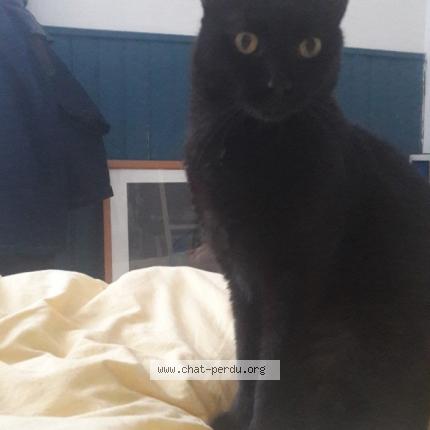 Photo de chat perdu à Romans Sur Isere