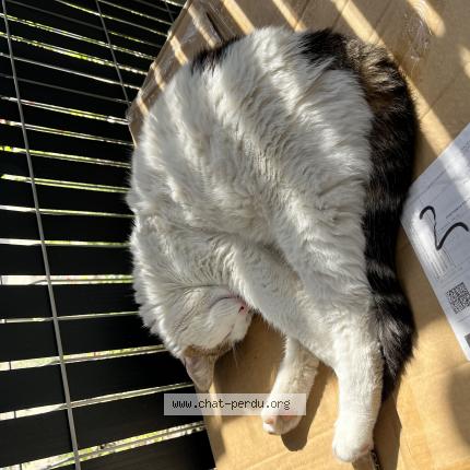 Photo de chat perdu à Istres