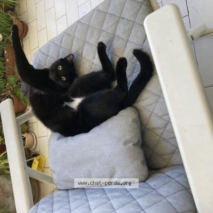 Photo 1/1 Chat retrouvé Perdu à Montpellier
