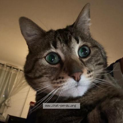 Photo de chat perdu à Chalezeule