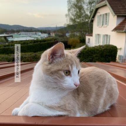 Photo de chat perdu à Remiremont