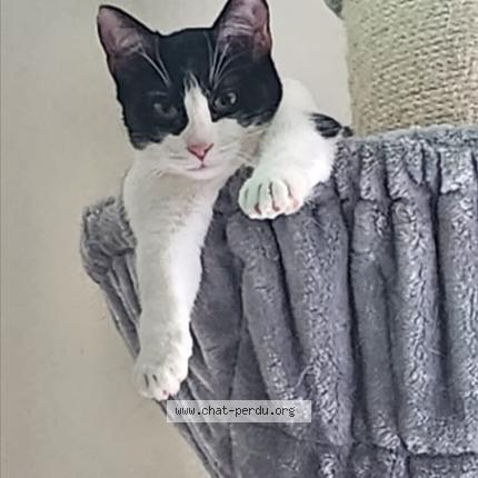Photo 1/1 Chat retrouvé Perdu à Paris