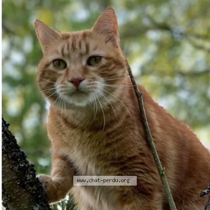 Photo de chat perdu à Neuilly Sur Seine