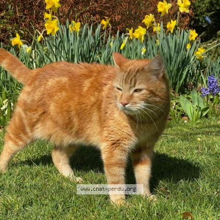 Photo 2/2 Chat retrouvé Perdu à Neuilly Sur Seine