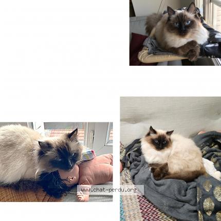 Photo 1/1 Chat retrouvé Perdu à Senlisse