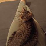 Photo de chat perdu à Battice