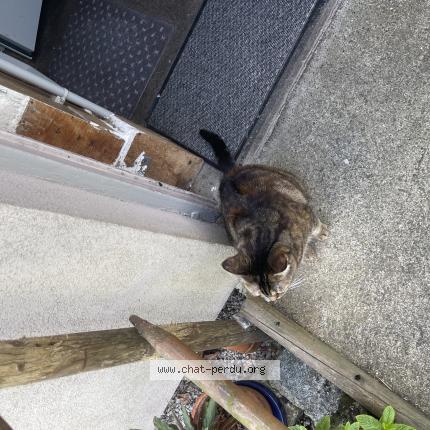 Photo 1/1 Chat retrouvé Perdu à Avranches