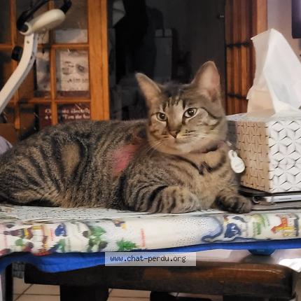 Photo 1/1 Clochette Chat perdu à Roubaix