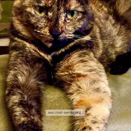 Photo 1/1 Canelle Chat perdu à St vit