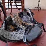 Photo de chat perdu à Marseille 06