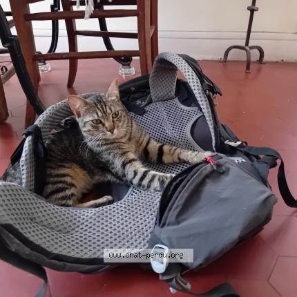 Photo 1/1 Chat retrouvé Perdu à Marseille 06