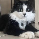 Photo de chat perdu à Romans