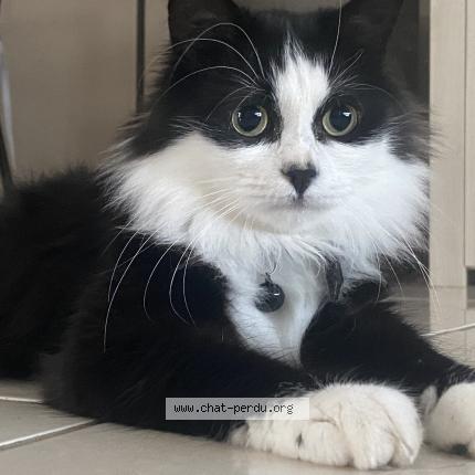 Photo 1/1 Chat retrouvé Perdu à Romans