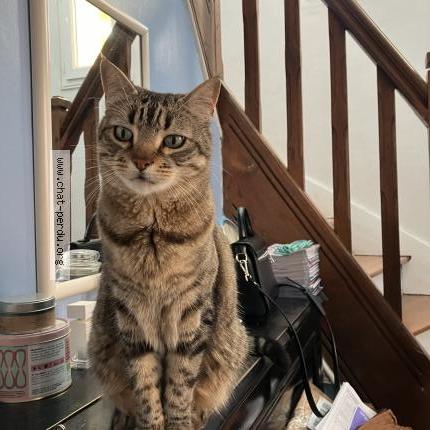 Photo 1/1 Chat retrouvé Perdu à Choisy Le Roi