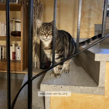 Photo 1/1 Chat retrouvé Perdu à Saint Malo
