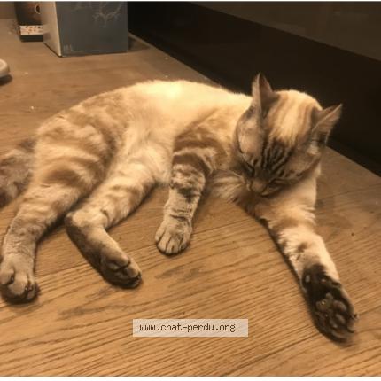 Photo 1/1 Chat retrouvé Perdu à Pace