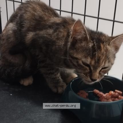 Photo de chat trouvé à Stains