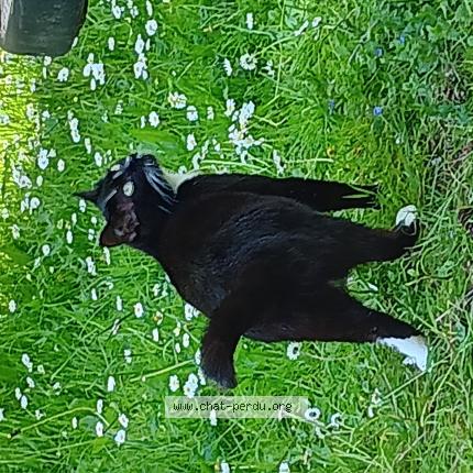 Photo de chat perdu à Chatellerault