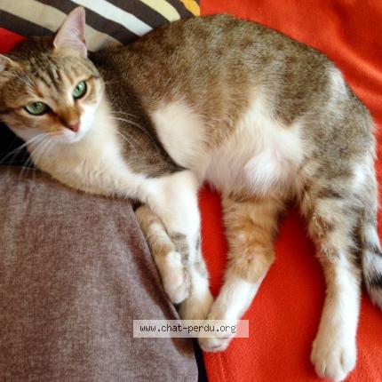 Photo 1/1 Choupi Chat perdu à Saint martin le vinoux