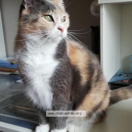 Photo de chat perdu à Bouguenais