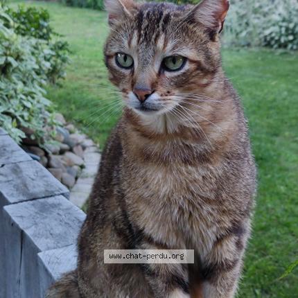 Photo de chat perdu à Montrond Les Bains