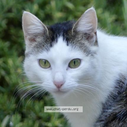 Photo 1/1 Zelda Chat perdu à Chassiers