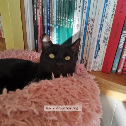 Photo de chat perdu à Brest