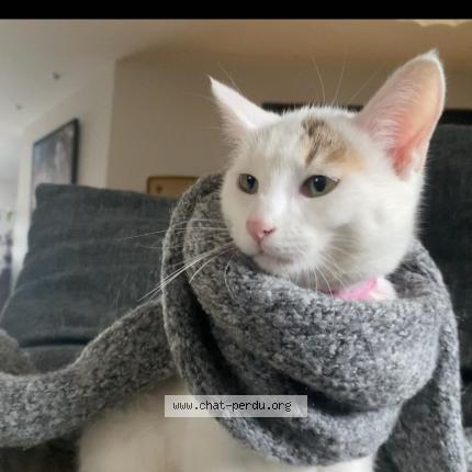 Photo 1/1 Clochette Chat perdu à Ceyrat