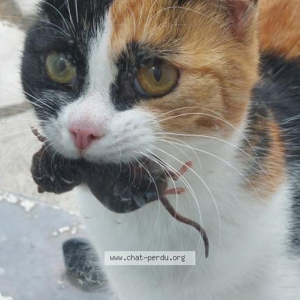 Photo de chat perdu à Kaysersberg