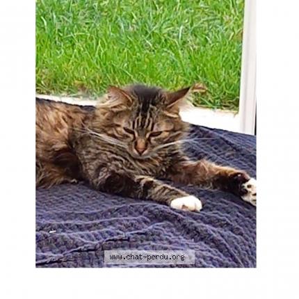 Photo 1/1 Lilou Chat perdu à St hilaire de clisson