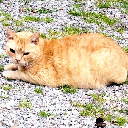 Photo 1/1 Harry Chat perdu à Salignac