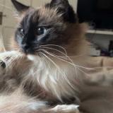 Photo de chat perdu à London