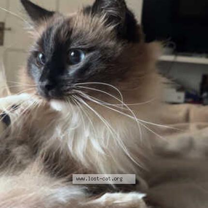 Photo 1/1 Echo Chat perdu à London