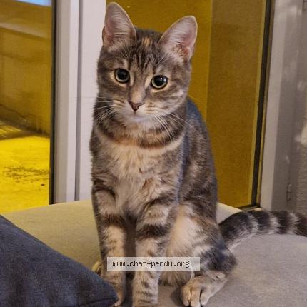 Photo de chat perdu à Agen