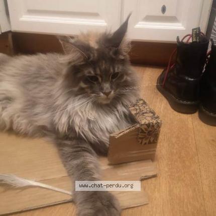 Photo de chat perdu à Fecamp