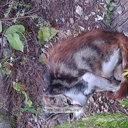 Photo de chat trouvé à Roquebrune Cap Martin