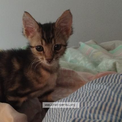 Photo 1/1 Chat retrouvé Perdu à Villiers Sur Marne