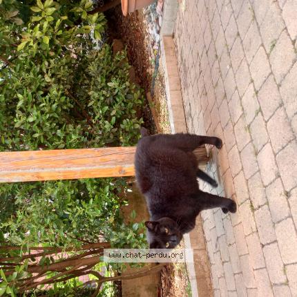 Photo 1/1 Chat retrouvé Perdu à Saint Gely Du Fesc