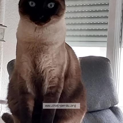 Photo de chat perdu à Valence
