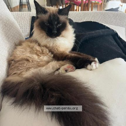 Photo de chat perdu à Pins Justaret
