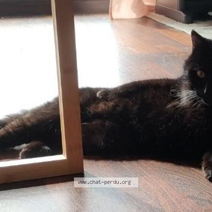 Photo 1/1 Chat retrouvé Perdu à Boulogne Sur Mer