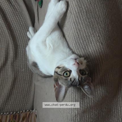 Photo de chat perdu à Lyon