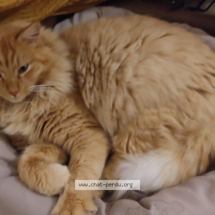 Photo de chat perdu à St Julien Les Martigues