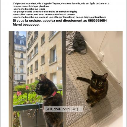 Photo 1/1 Chat retrouvé Perdu à Paris