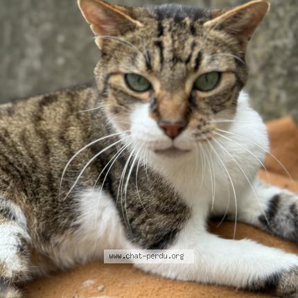 Photo de chat perdu à Saint Vincent Des Landes